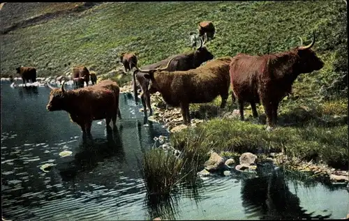 Ak Rinder an einer Wasserstelle, Weide