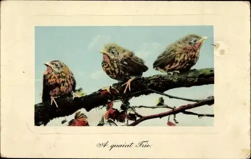 Ak A quaint Trio, Vögel auf einem Ast