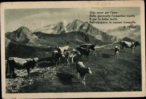 Ak Kuhherde auf der Alm, Gebirgslandschaft