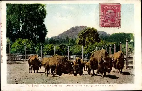 Ak San Francisco Kalifornien USA, Golden Gate Park, The Buffaloes, Strawberry Hill, Bisons, Büffel