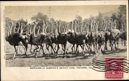 Ak Pasadena Kalifornien USA, Ostriches at Cawston's Ostrich Farm