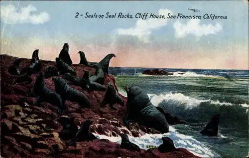 Ak San Francisco Kalifornien USA, Seals on Seal Rocks, Cliff House