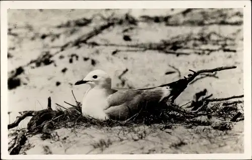 Ak Texel, Broedende kleine Zeemeeuw, brütende Seemöwe