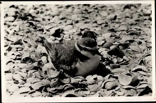 Ak Texel, Strandplevier, Seeregenpfeifer