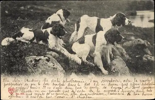 Ak Vier braun weiße Hunde, Jagdhunde