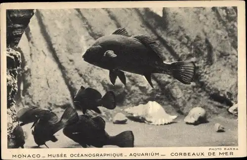 Ak Monaco, Musée Oceanographique, Aquarium, Corbeaux de Mer