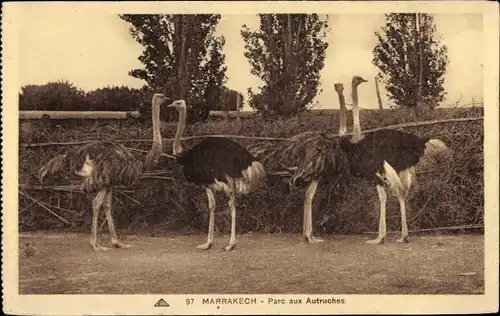 Ak Marrakesch Marokko, Parc aux Autruches, Strauße