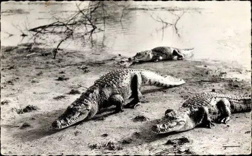 Ak Crocodiles, afrikanische Krokodile