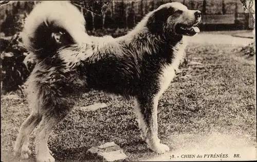 Ak Chien des Pyrenées, Pyrenäenberghund