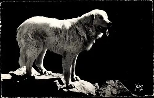 Ak Chien des Pyrenées, Pyrenäen Berghund auf einem Felsen, Portrait