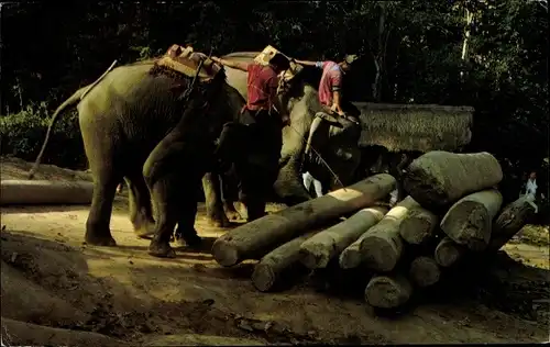 Ak Well Trained Elephants working in the Teak Wood Forests in Chiangmai North Thailand