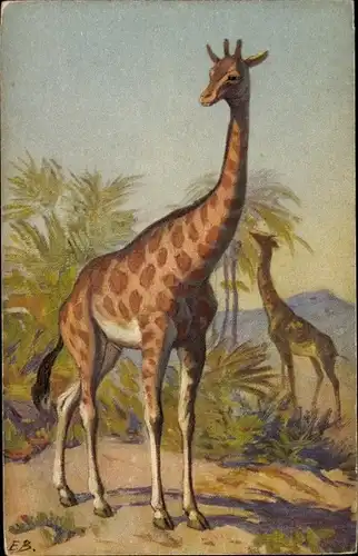 Künstler Ak Giraffen in ihrem natürlichen Lebensraum