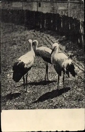 Ak Störche in einem Gehege