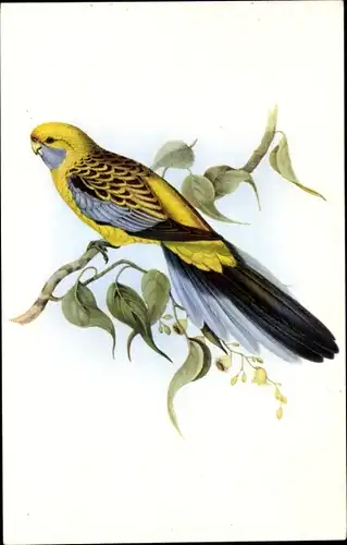 Künstler Ak Gould, J., Platycercus Flaveolus, Strohsittich