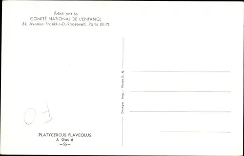 Künstler Ak Gould, J., Platycercus Flaveolus, Strohsittich