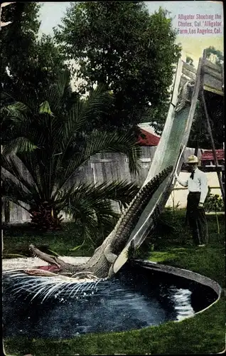 Ak Los Angeles California USA, Alligator Farm, Alligator Shooting the Chute, Rutsche