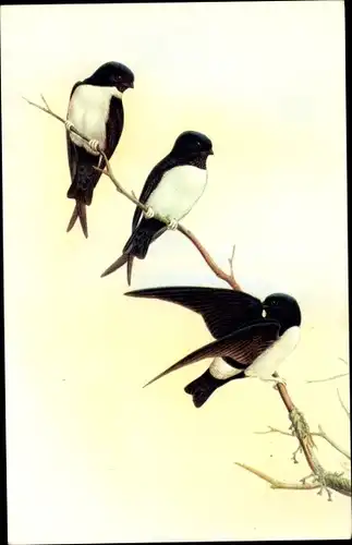 Künstler Ak Gould, J., Delichon nipalensis, Nepalschwalben