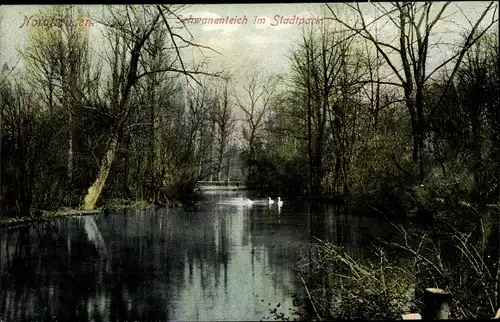 Ak Nordhausen Harz, Schwanenteich im Stadtpark, Bäume