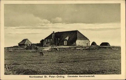 Ak Nordseebad Sankt Peter Ording, Eiderstätter Marschlandschaft, Haus, Kühe