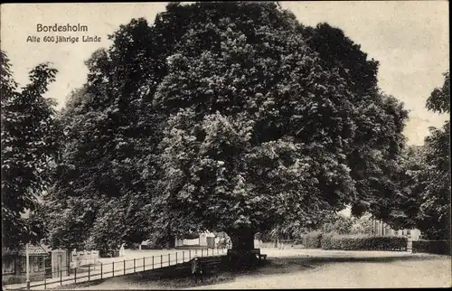 Ak Bordesholm in Holstein, Alte 600 jährige Linde, Baum