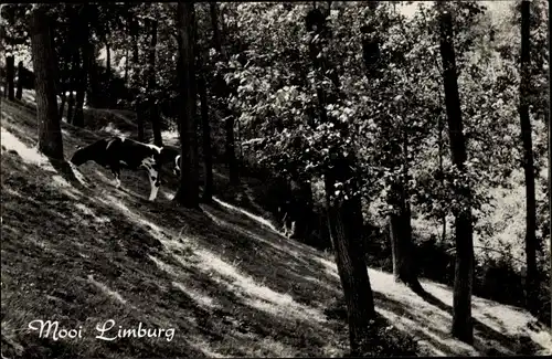 Ak Limburg Niederlande, Kühe im Wald