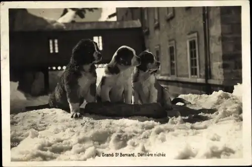 Ak St Bernard Sankt Bernhard Kanton Wallis, Bernhardiner