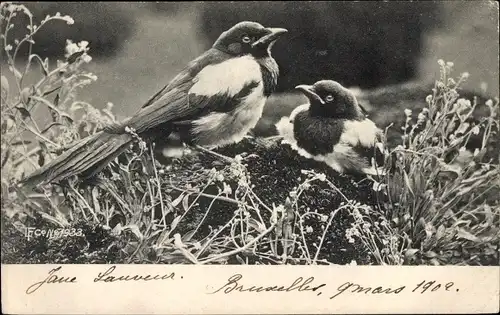 Ak Elstern, Vögel im Nest