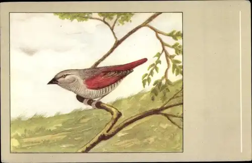 Künstler Ak Auroraastrild, Vogel