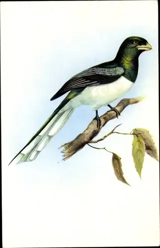 Künstler Ak Gould, J., Trogon Gigas, Vogel