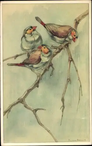 Künstler Ak Oranje kaakje, Orangebäckchen, Prachtfink