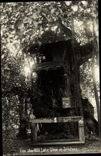 Ak Jicinoves Region Königgrätz, Eine über 800 Jahre alte Ulme