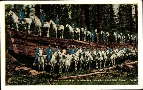 Ak Wawona Kalifornien USA, Mariposa Grove, US Cavalry on Fallen Monarch