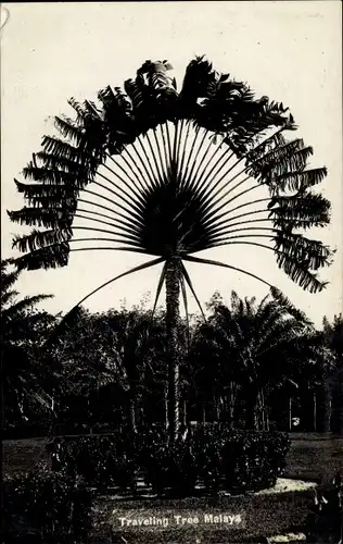 Ak Traveling Tree Malaya, Baum
