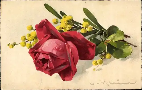 Künstler Ak Klein, Catharina, Rosenblüte und gelbe Blüten, Mimose