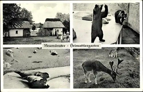 Ak Neumünster in Holstein, Heimattiergarten, Bären, Robben, Damhirsch