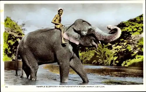 Ak Kandy Sri Lanka Ceylon, Temple Elephant in Katugastota River