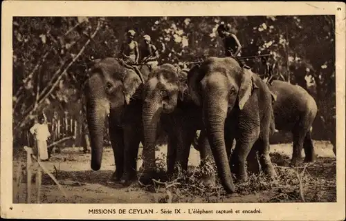 Ak Ceylon Sri Lanka, Missions de Ceylan, L'elephant capture et encadré