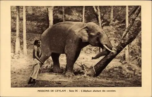 Ak Ceylon Sri Lanka, Missions de Ceylan, L'elephant abattant des cocotiers