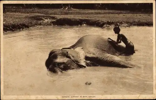 Ak Sri Lanka Ceylon, Domestic Elephant at bath