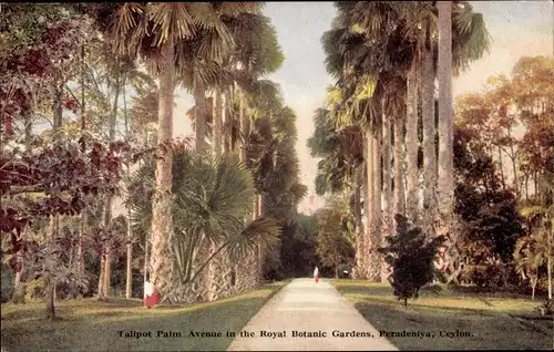 Ak Peradeniya Sri Lanka, Talipot Palm Avenue in the Royal Botanical Gardens