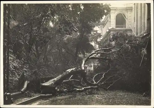 Foto Hongkong China, umgestürzter Baum, Sturmschäden