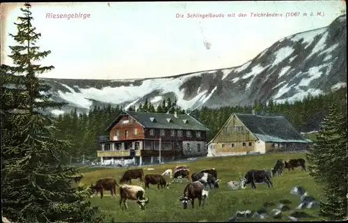 Ak Karpacz Krummhübel Riesengebirge Schlesien, Schlingelbaude m. d. Teichrändern, Kühe