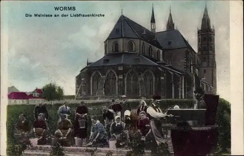 Ak Worms am Rhein, Weinlese an der Liebfrauenkirche
