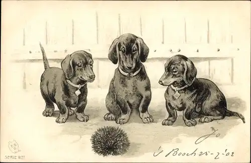 Präge Litho Drei Dackel beobachten einen Igel