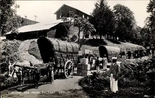 Ak Ceylon Sri Lanka, Carting Tea from Factory