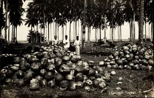 Foto Ak Coconut Tapper, Kokosnuss Ernte, Kokosnüsse in Schalen