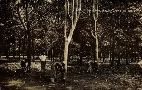 Foto Ak Rubber Trees, showing tapping methos, Kautschuk Ernte