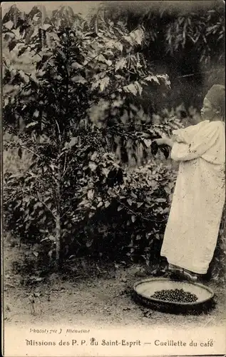Ak Missions des P. P. du Saint Esprit, Cueillette du Café