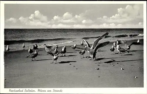 Ak Baltrum, Möwen am Strand