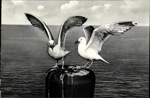 Ak Baltrum, Möwen am Anlager